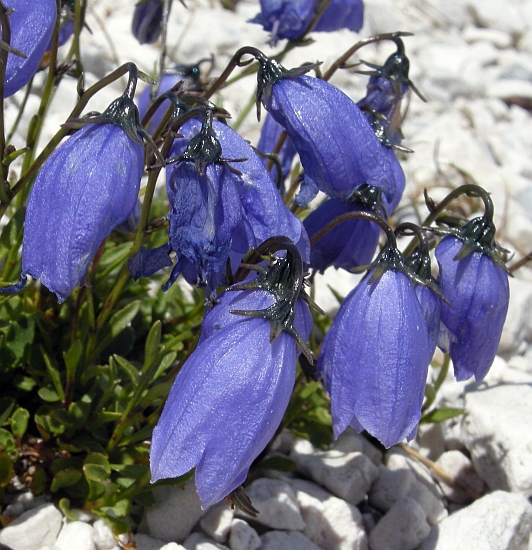 Campanula cochleariifolia